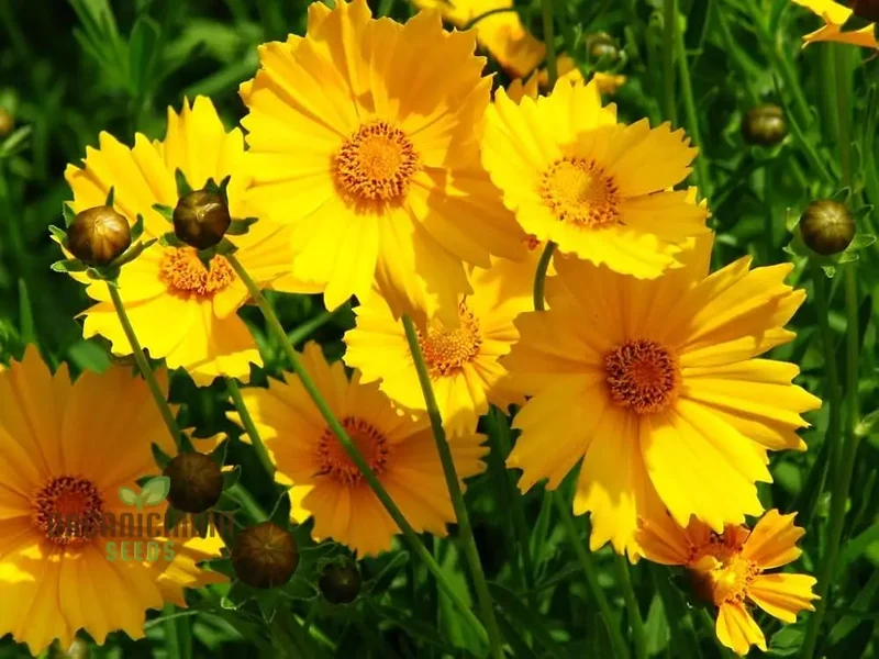 Coreopsis Lanceolata Dwarf Seeds for Planting