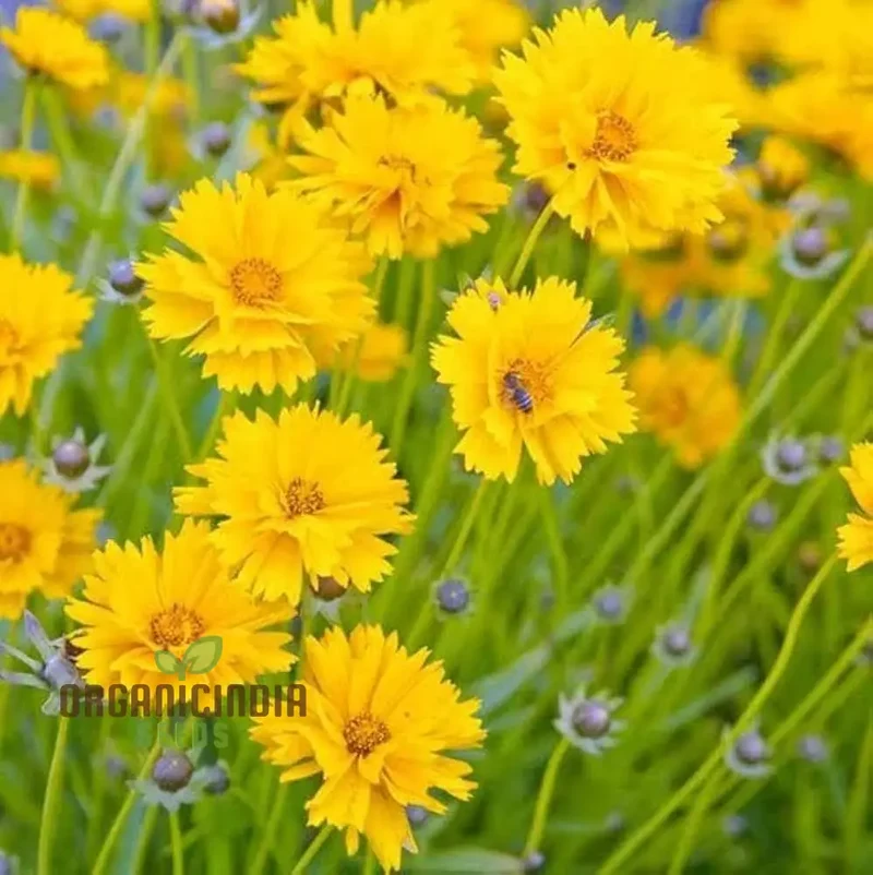 Coreopsis Lanceolata Dwarf Seeds for Planting