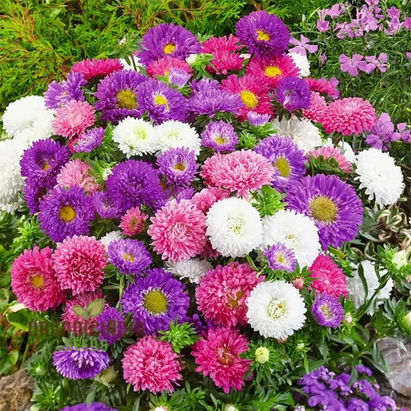 Giant Perfection Mix Seeds for Exceptional Planting | Buy High-Quality Seeds Online