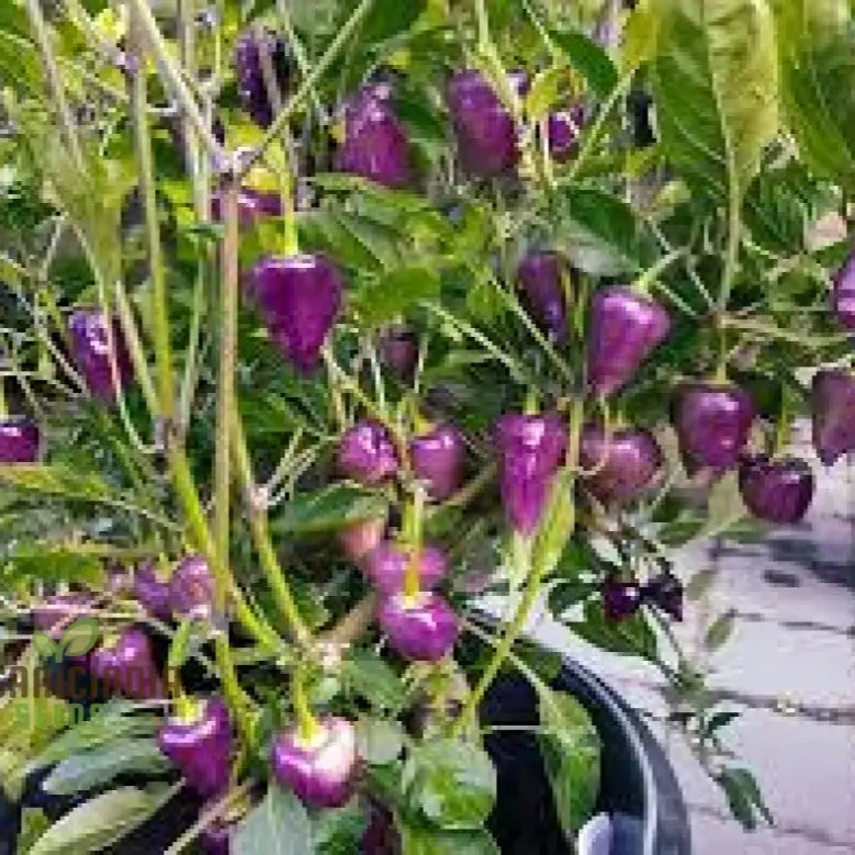 Chilli Pepper - Purple UFO Seeds for Gardening Enthusiasts | Unique Varietal for Spicy Delights