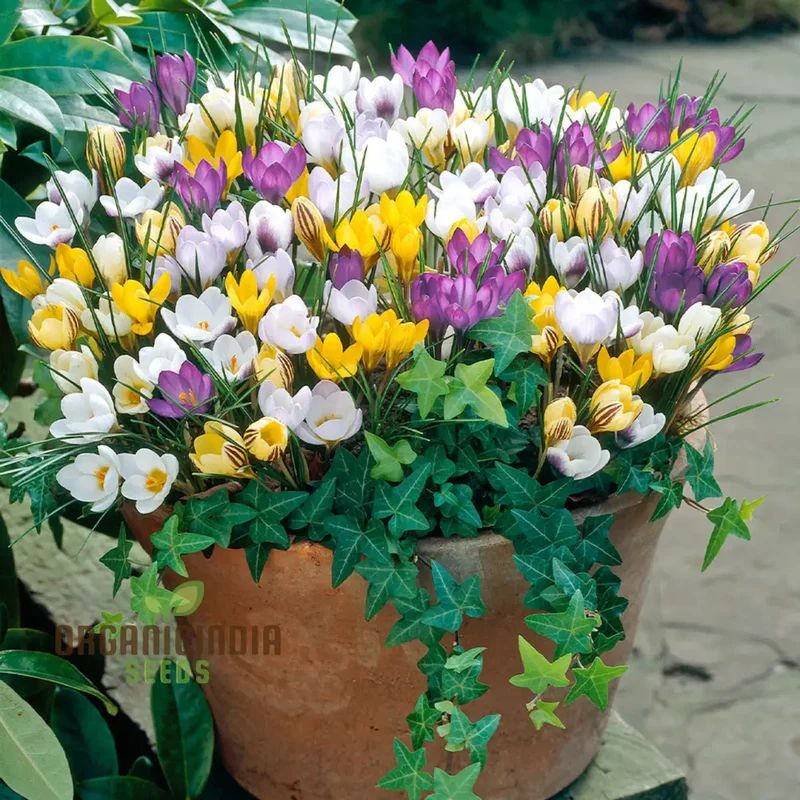 Crocus Species Flower Mix Seeds For Planting, A Colorful Blend of Crocus Flowers for a Beautiful Spring Garden