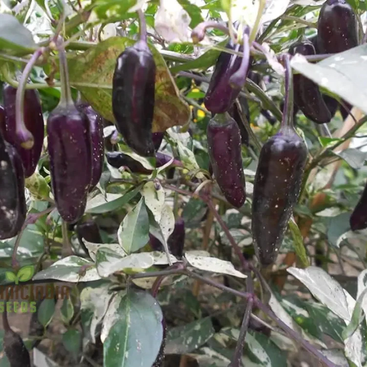 Hot Pepper Gusto Purple Seeds Cultivate Vibrant, Flavorful Peppers for a Bold Harvest!