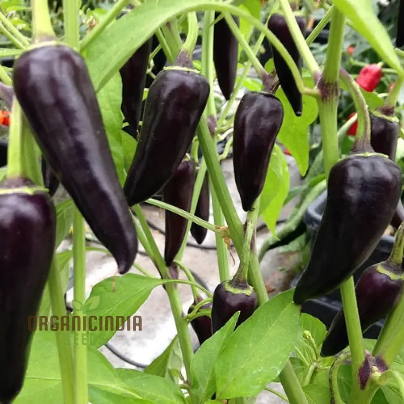 Hot Pepper Gusto Purple Seeds Cultivate Vibrant, Flavorful Peppers for a Bold Harvest!