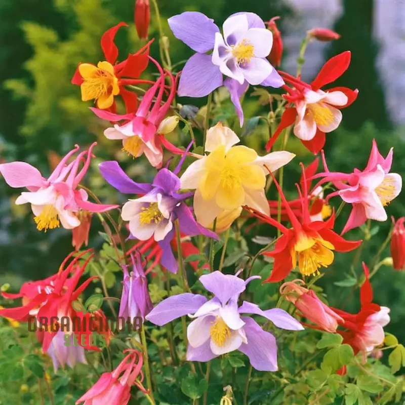 McKana's Giant Columbine Seeds for Planting - Premium Quality Flower Seeds for Lush Gardens