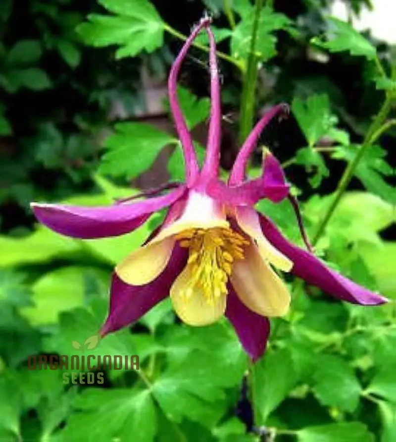 McKana's Giant Columbine Seeds for Planting - Premium Quality Flower Seeds for Lush Gardens