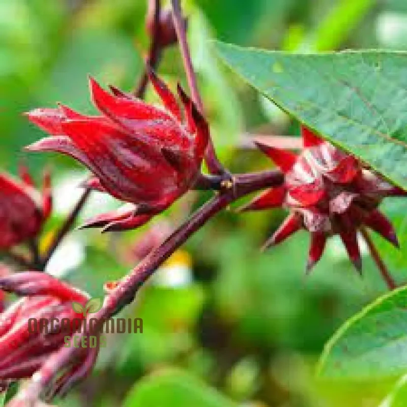 Rosella Seeds for Gardening - Open Pollinated, Heirloom Variety, Perfect for Home Gardeners and Sustainable Cultivation