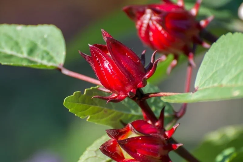 Rosella Seeds for Gardening - Open Pollinated, Heirloom Variety, Perfect for Home Gardeners and Sustainable Cultivation