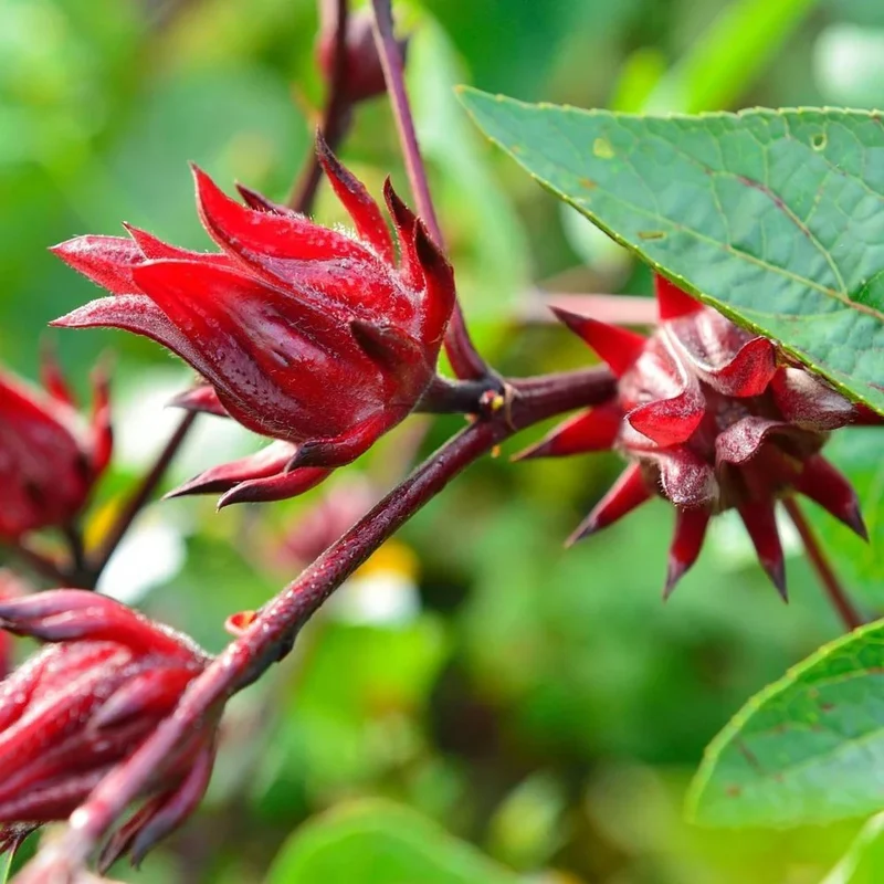 Rosella Seeds for Gardening - Open Pollinated, Heirloom Variety, Perfect for Home Gardeners and Sustainable Cultivation