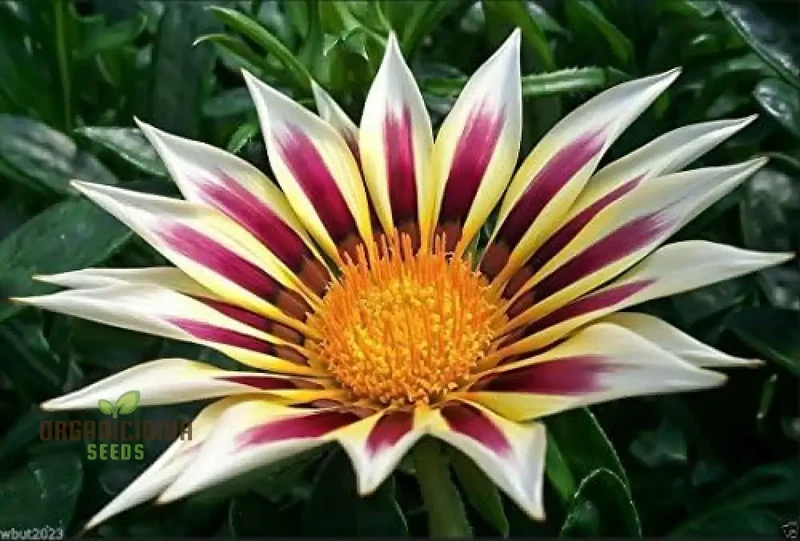 Gazania New Day Rose Stripe F1 Flower Seeds For Planting, Bright and Beautiful Rose-Striped Gazania Flowers for a Stunning Garden