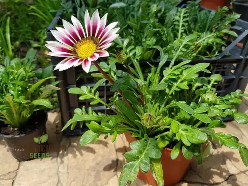Gazania New Day Rose Stripe F1 Flower Seeds For Planting, Bright and Beautiful Rose-Striped Gazania Flowers for a Stunning Garden