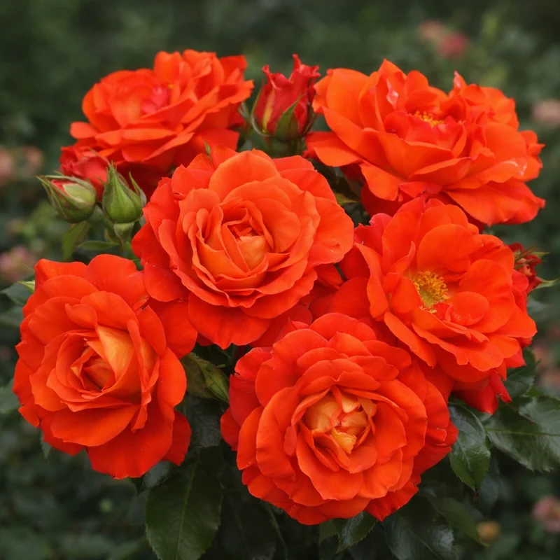 Rosier grimpant miniature ‘Top of the World’ ( Rosa ‘Top of the World’)