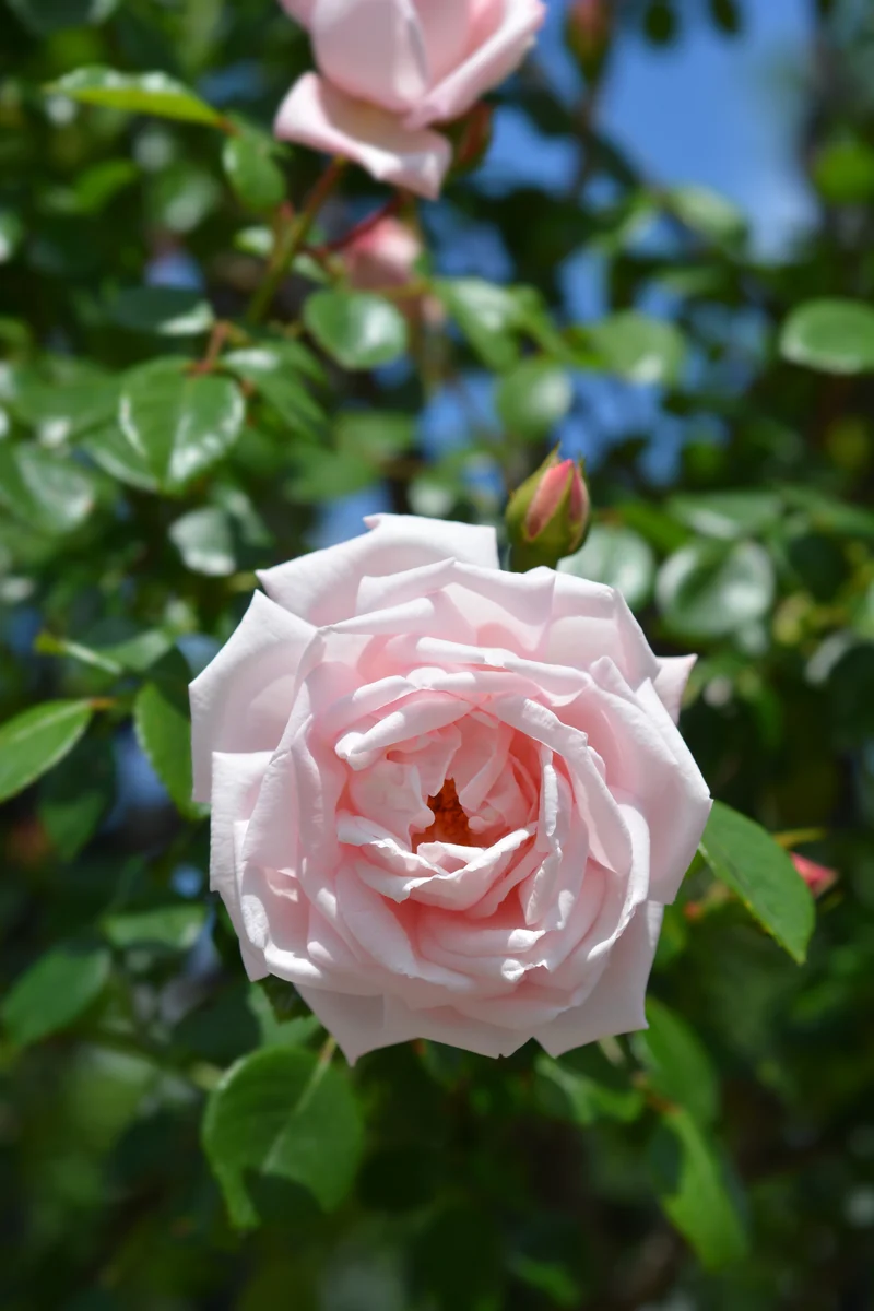 Rosier grimpant ‘New Dawn’ ( Rosa ‘New Dawn’)