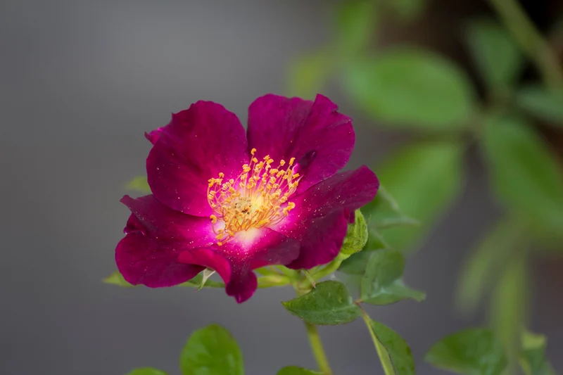 Rosier grimpant ‘Night Owl’ ( Rosa ‘Night Owl’)
