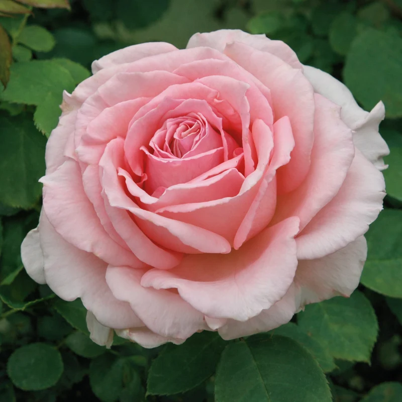 Rosier grimpant ‘Pearly Gates’ ( Rosa ‘Pearly Gates’)