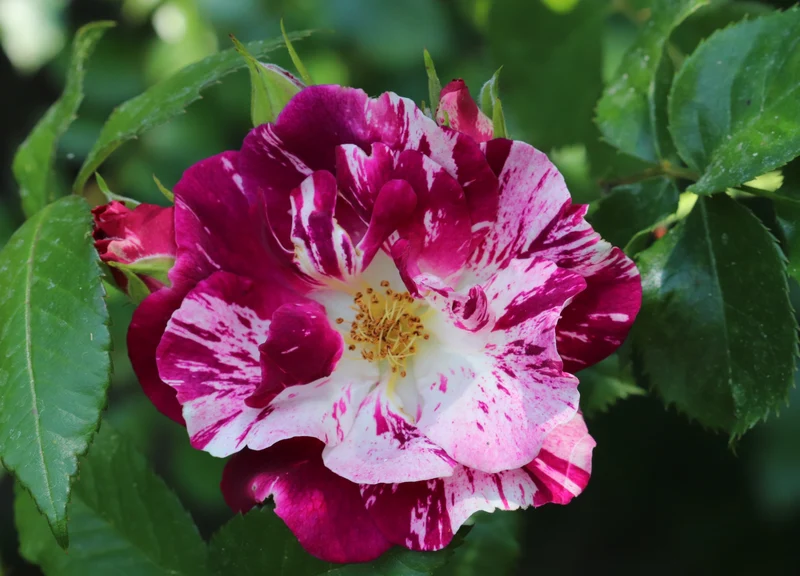 Rosier grimpant ‘Purple Splash’ ( Rosa ‘Purple Splash’)