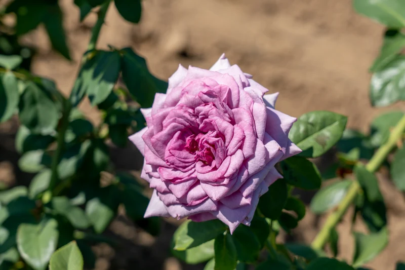 Rosier grimpant ‘Quicksilver Arborose’ ( Rosa ‘Quicksilver Arborose’)