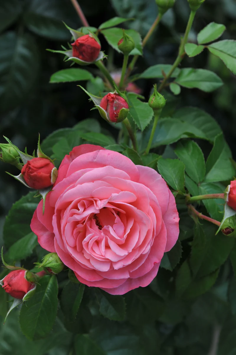 Rosier grimpant ‘Rosanna’ ( Rosa ‘Rosanna’)