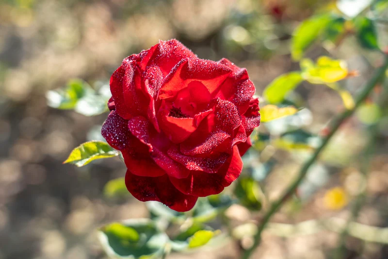 Rosier grimpant ‘Red Fountain’ ( Rosa ‘Red Fountain’)