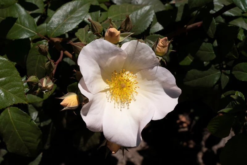 Rosier grimpant ‘Sally Holmes’ ( Rosa ‘Sally Holmes’)