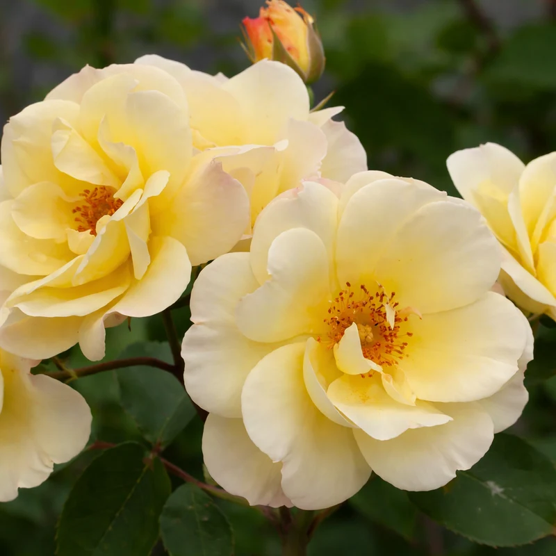 Rosier grimpant ‘Sky's the Limit’ ( Rosa ‘Sky's the Limit’)
