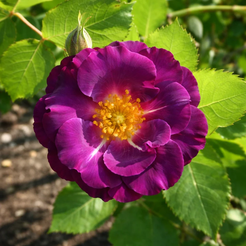 Rosier grimpant ‘Stormy Weather’ ( Rosa ‘Stormy Weather’)