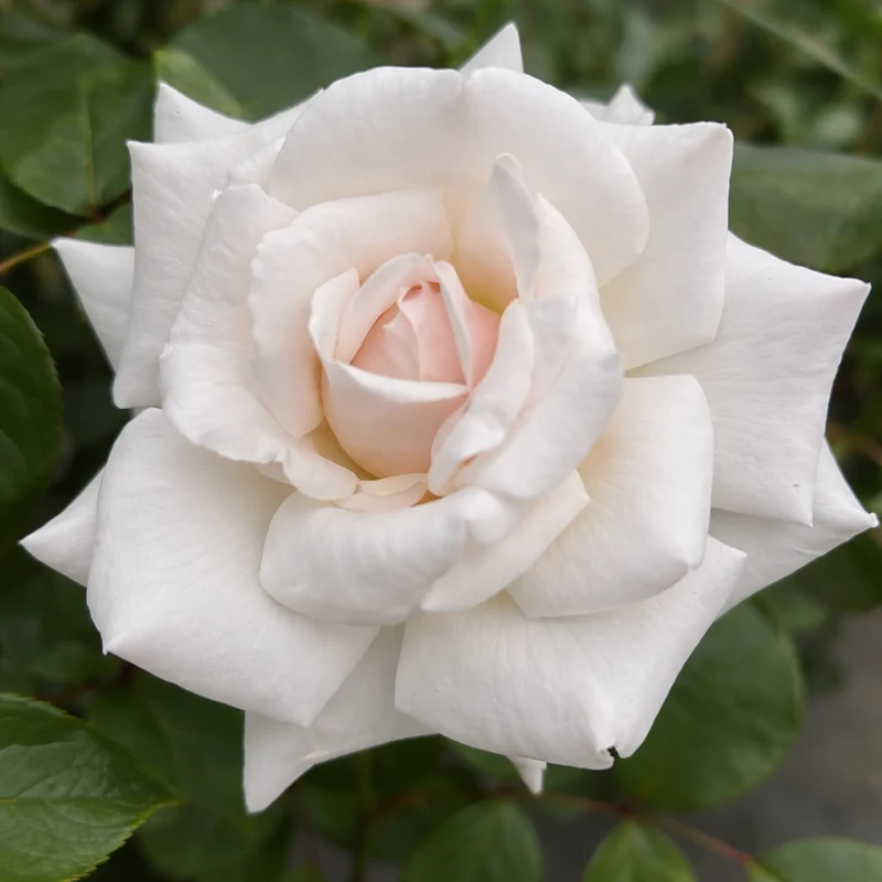 Rosier grimpant ‘Swan Lake’ ( Rosa ‘Swan Lake’)