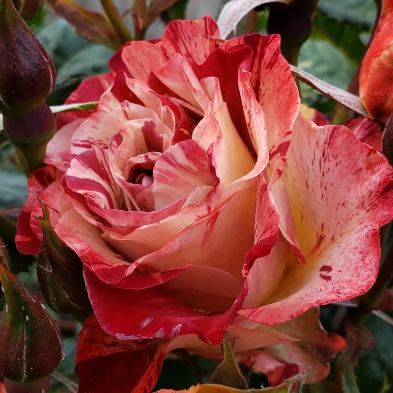 Rosier grimpant ‘Tropical Lightning’ ( Rosa ‘Tropical Lightning’)