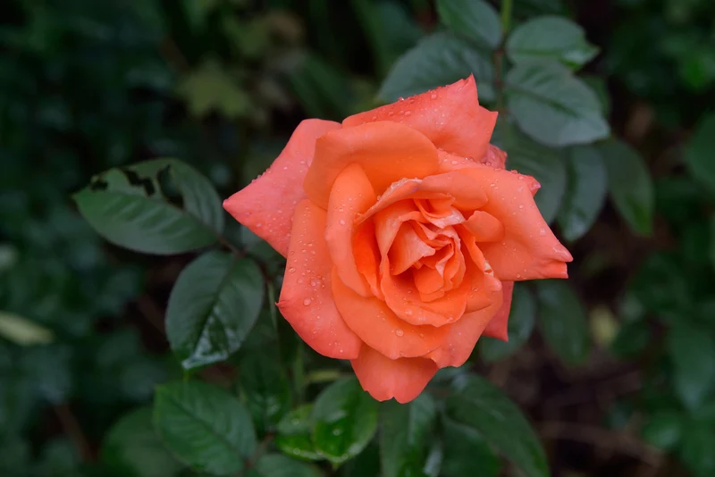 Rosier grimpant ‘Westerland’ ( Rosa ‘Westerland’)