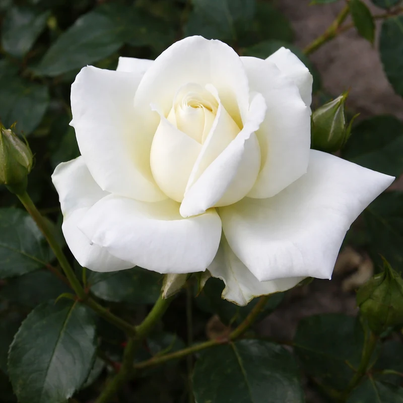 Rosier grimpant ‘White Dawn’ ( Rosa ‘White Dawn’)