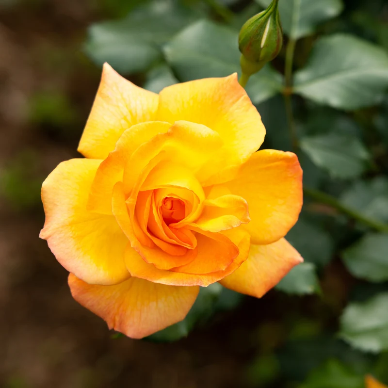 Rosier grimpant ‘Yellow Blaze’ ( Rosa ‘Yellow Blaze’)