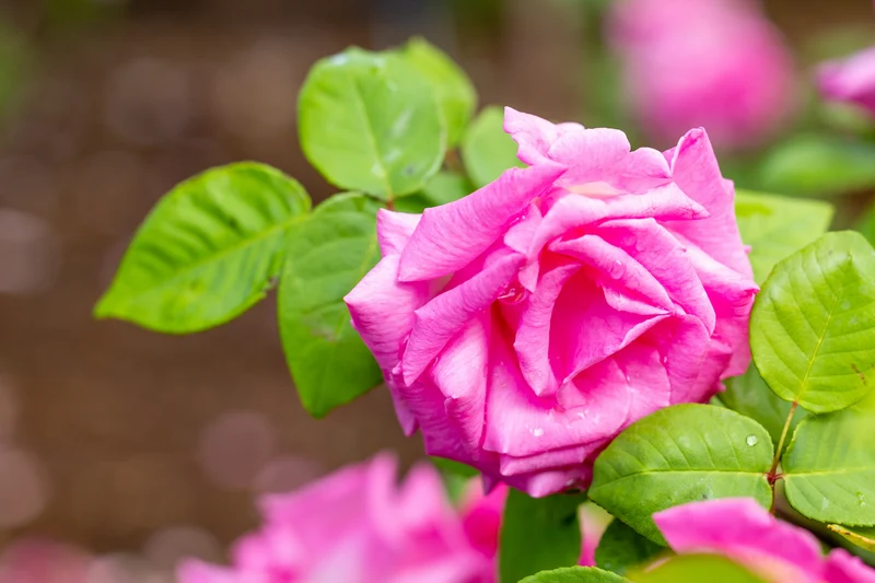 Rosier grimpant ‘Zephirine Drouhin’ ( Rosa ‘Zephirine Drouhin’)