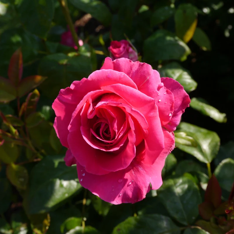 Rosier hybride de thé ‘All My Loving’ ( Rosa ‘All My Loving’)