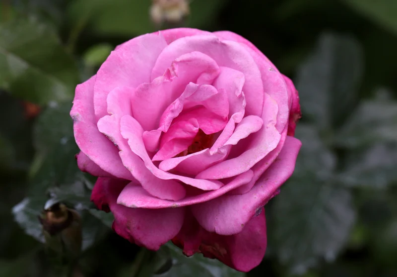 Rosier hybride de thé ‘Barbra Streisand’ ( Rosa ‘Barbra Streisand’)