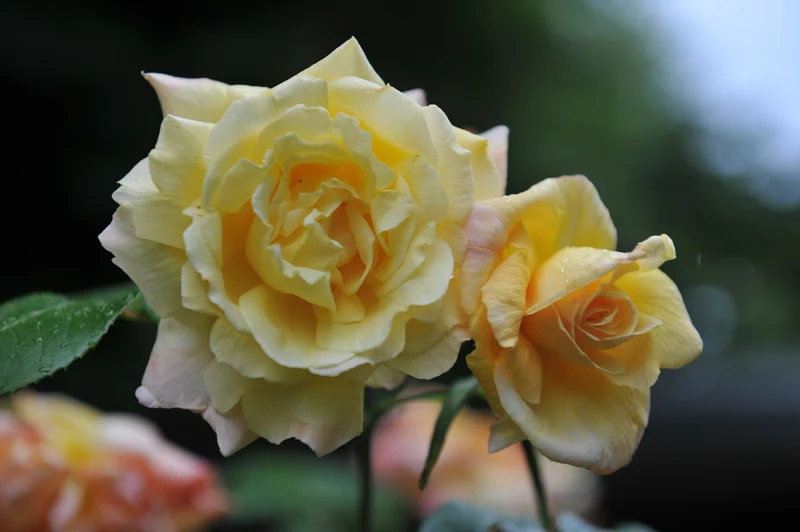 Rosier hybride de thé ‘Apollo’ ( Rosa ‘Apollo’)