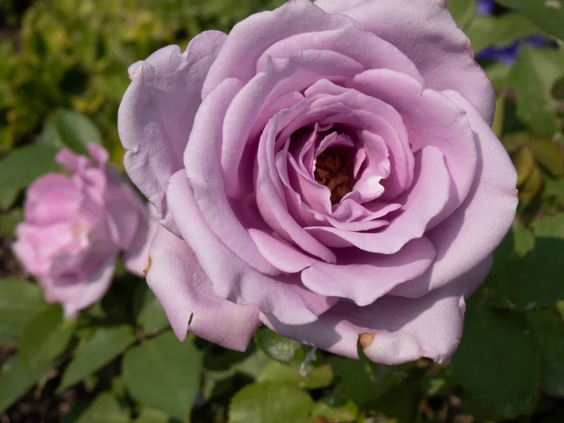 Rosier hybride de thé ‘Blue Girl’ ( Rosa ‘Blue Girl’)