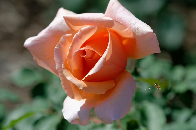 Rosier hybride de thé ‘Brandy’ ( Rosa ‘Brandy’)