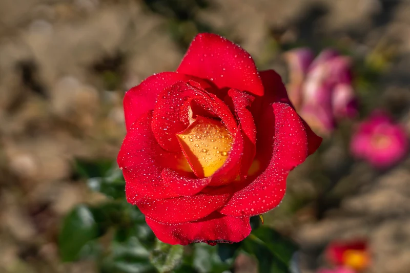 Rosier hybride de thé ‘Canadian Sunset’ ( Rosa ‘Canadian Sunset’)