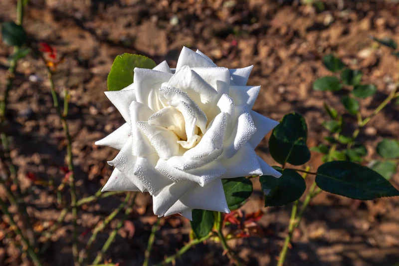 Rosier hybride de thé ‘Canadian White Star’ ( Rosa ‘Canadian White Star’)