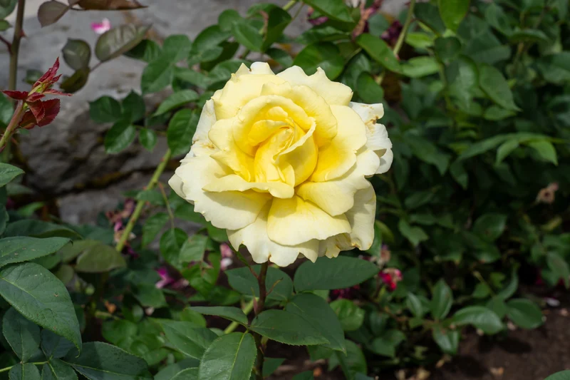 Rosier hybride de thé ‘Chantilly Cream’ ( Rosa ‘Chantilly Cream’)