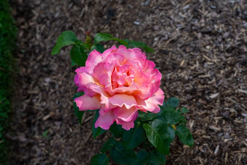Rosier hybride de thé ‘Chicago Peace’ ( Rosa ‘Chicago Peace’)