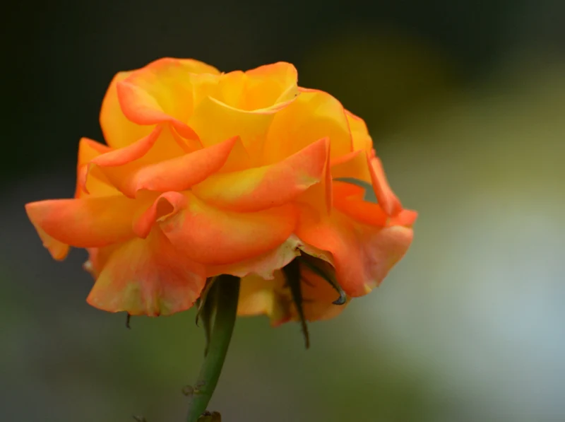 Rosier hybride de thé ‘Chris Evert’ ( Rosa ‘Chris Evert’)