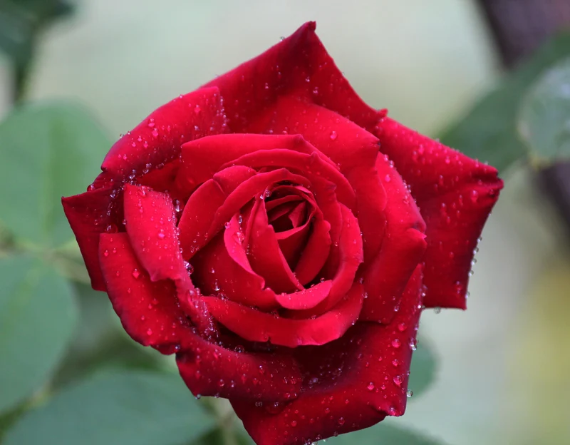 Rosier hybride de thé ‘Chrysler Imperial’ ( Rosa ‘Chrysler Imperial’)