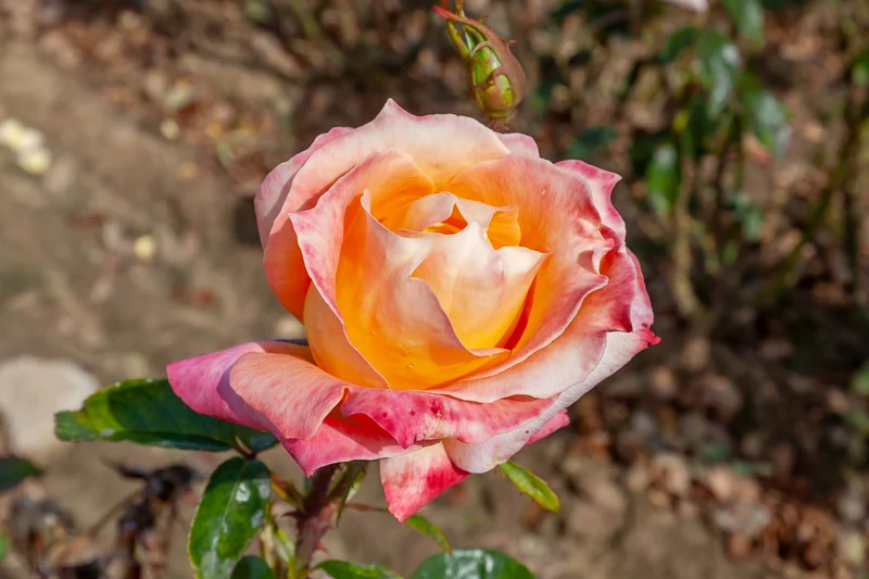 Rosier hybride de thé ‘City Of Welland’ ( Rosa ‘City Of Welland’)