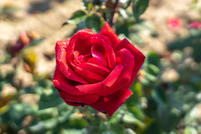 Rosier hybride de thé ‘City Of Windsor’ ( Rosa ‘City Of Windsor’)