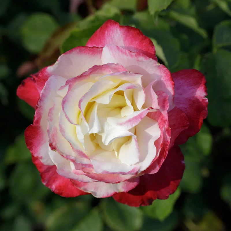 Rosier hybride de thé ‘Double Delight’ ( Rosa ‘Double Delight’)