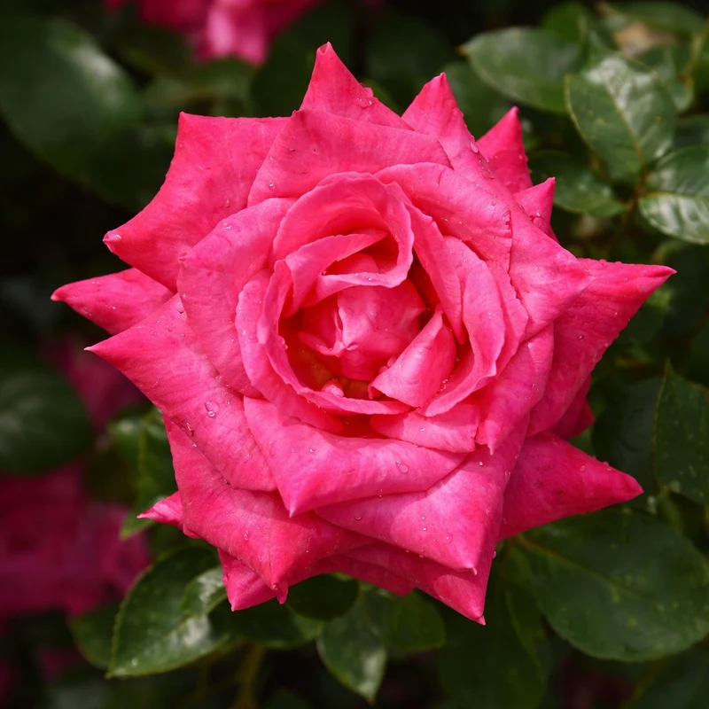 Rosier hybride de thé ‘Elizabeth Taylor’ ( Rosa ‘Elizabeth Taylor’)