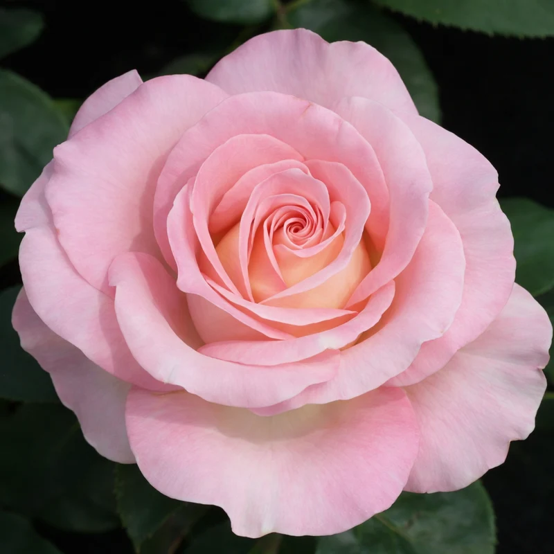 Rosier hybride de thé ‘Falling in Love’ ( Rosa ‘Falling in Love’)