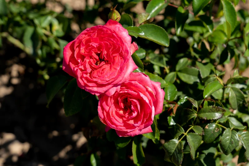 Rosier hybride de thé ‘Fiji Eleganza’ ( Rosa ‘Fiji Eleganza’)