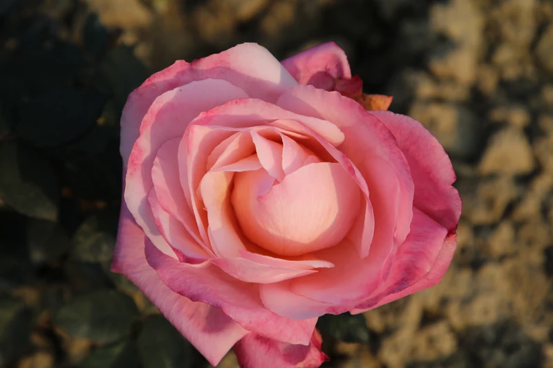 Rosier hybride de thé ‘First Prize’ ( Rosa ‘First Prize’)