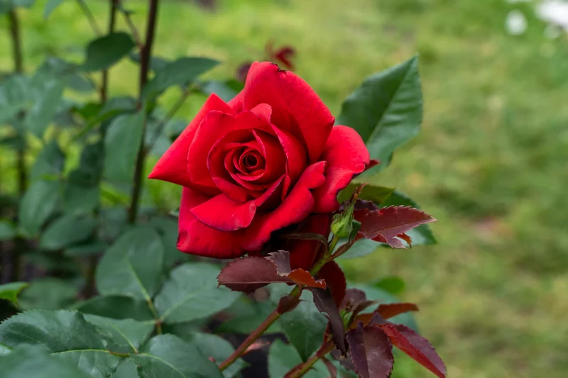 Rosier hybride de thé ‘Firefighter’ ( Rosa ‘Firefighter’)